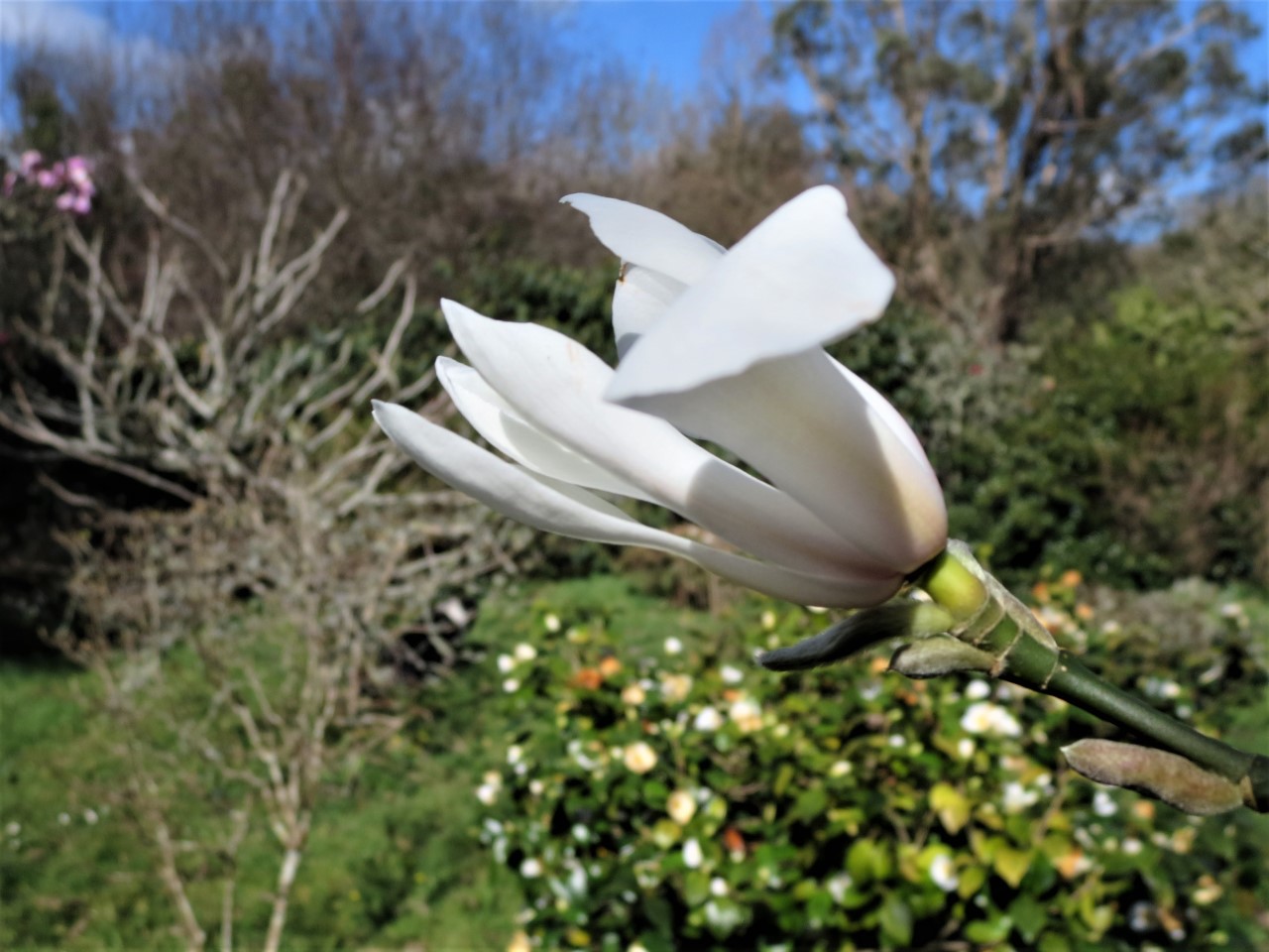 magnolia amoena
